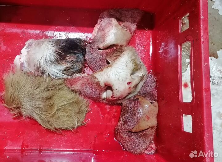 Натуральные субпродукты для собак