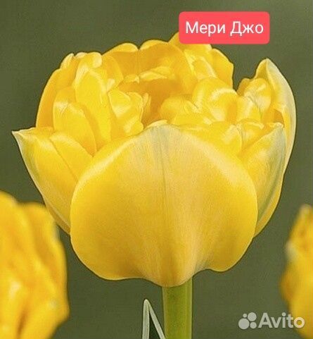 Луковицы тюльпанов