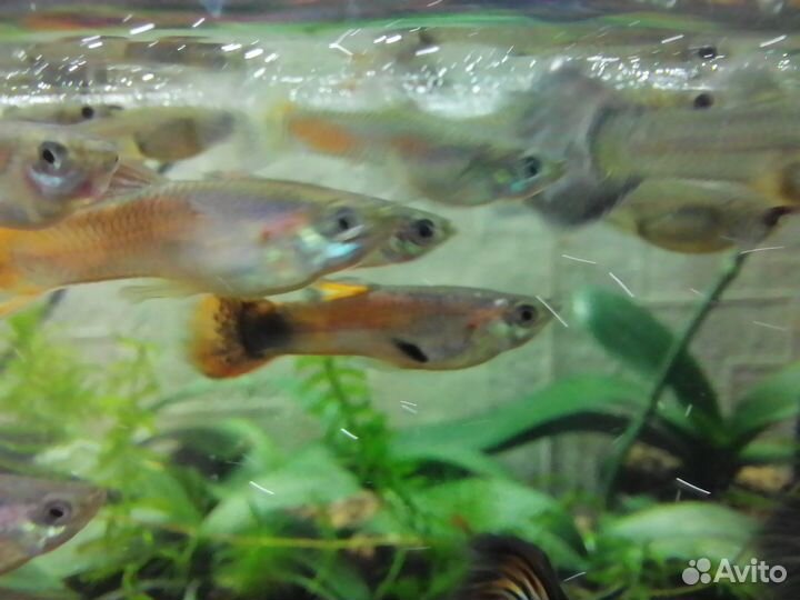 Гуппи ассорти