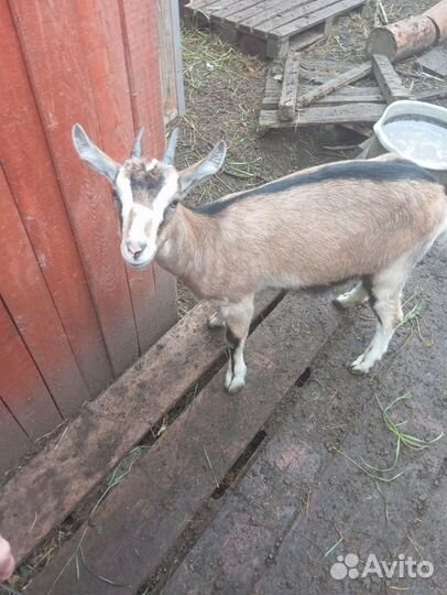 Козочка альпийская