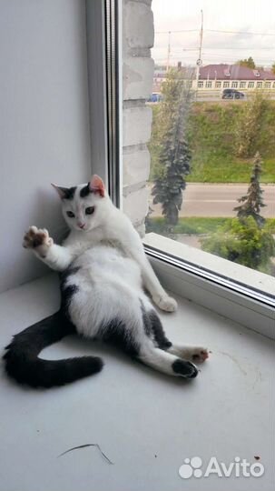 Котик 8 месяцев