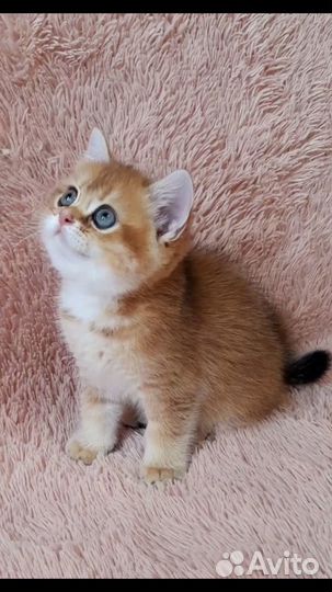 Котята золотая шиншилла ny12