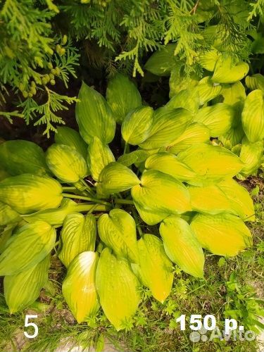 Продам хосты