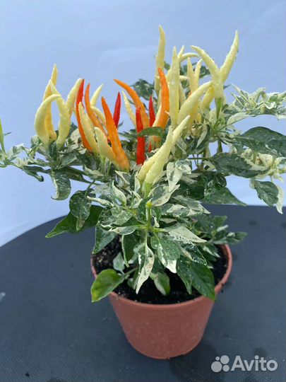 Семена, Перец острый декоративный