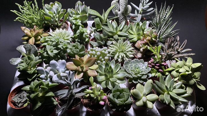 Кактусы и суккуленты