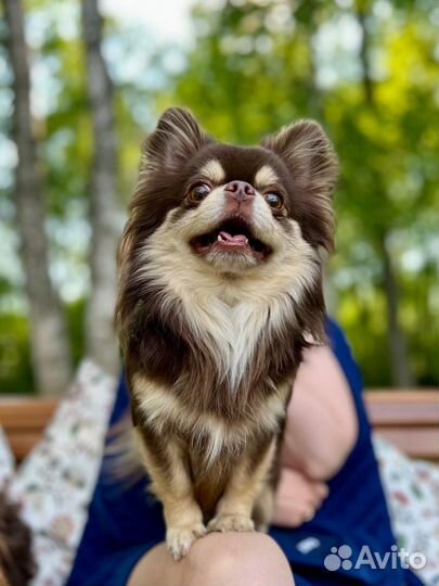 Вязка чихуахуа