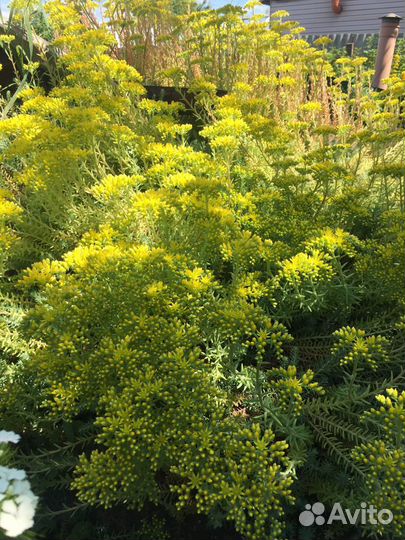 Растения для сада