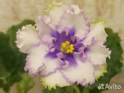 Сортовые фиалки