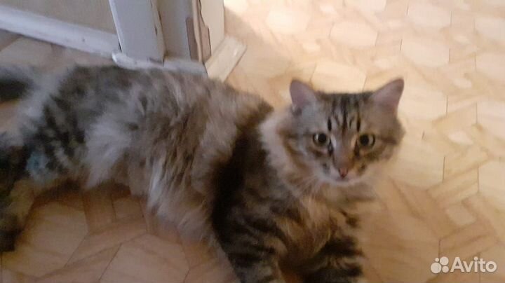 Котик ищет хозяина