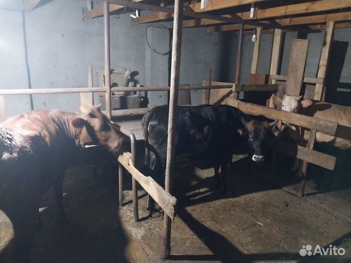 Корова на мясо