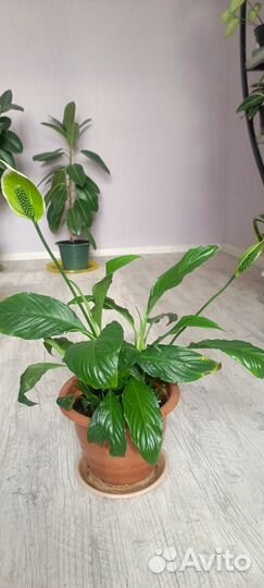Большие комнатные цветы