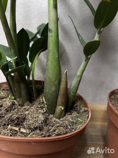 Замиокулькас долларовое дерево комнатные цветы