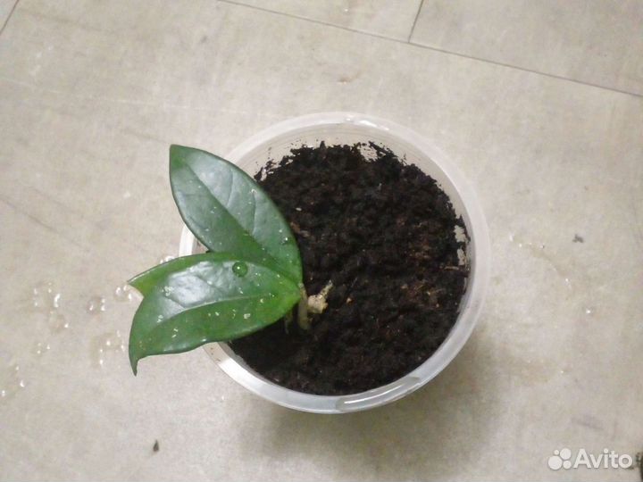 Комнатные цветы