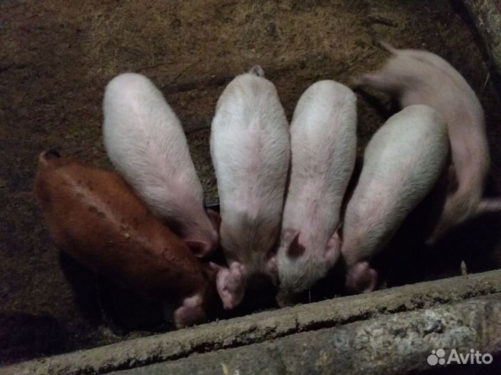Поросенок Дюрок +ландрас