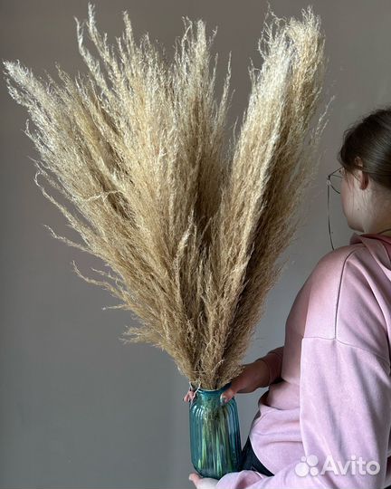 Пампасная трава натуральная