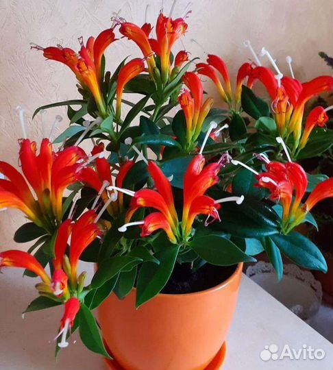 Цветы комнатные