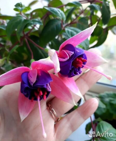 Фуксия. Укорененная и срезы