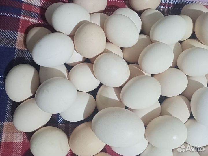 Домашние куриные яйца