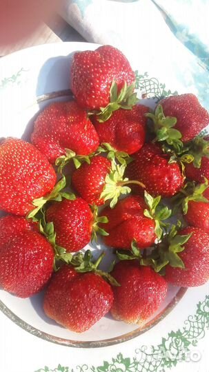 Рассада клубники