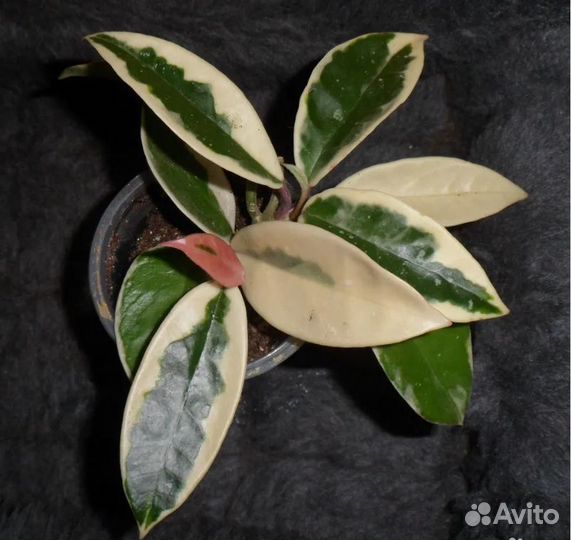 Хойи (много), кодонанта грасилис, др