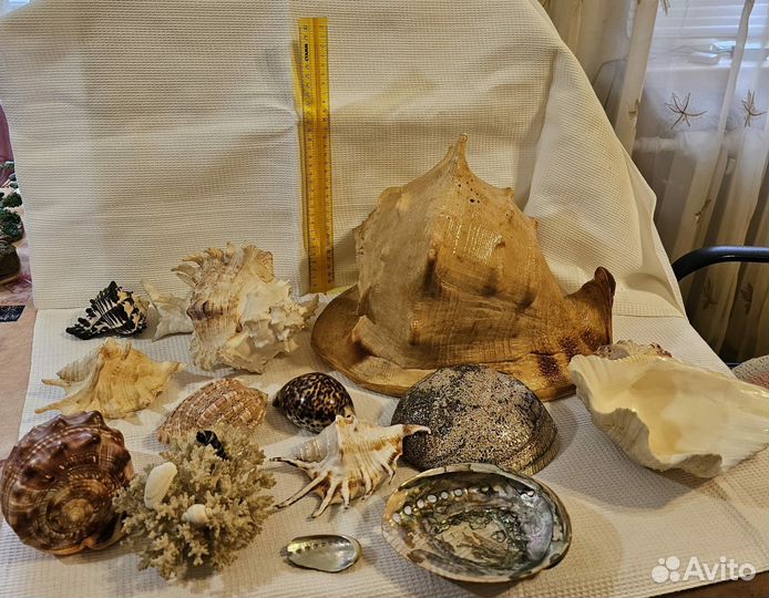 Ракушки морские раковины