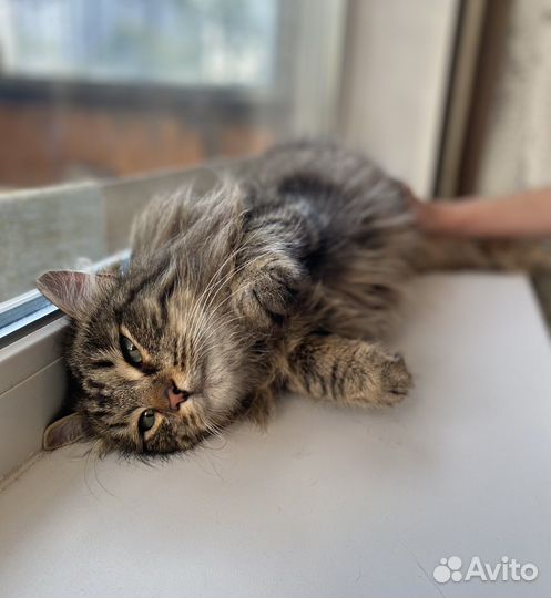 Кот молодой в добрые руки
