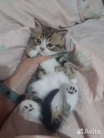Шотландские котята