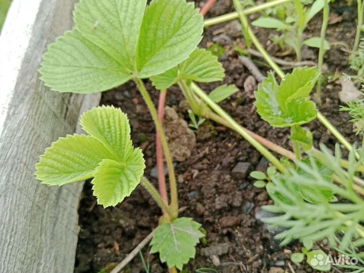 Клубника усы с корнями