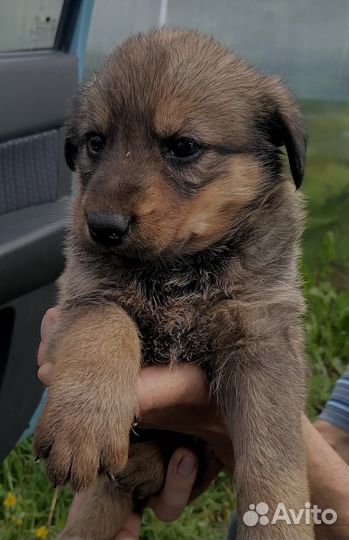 Щенок 2,5 мес
