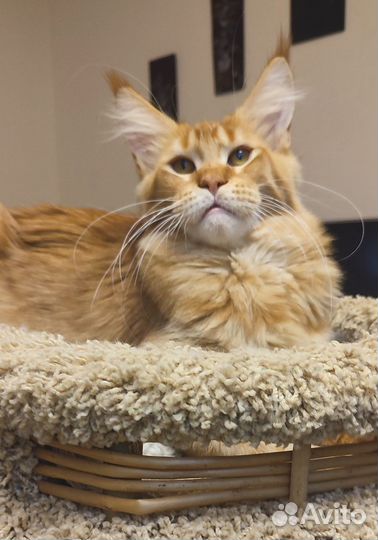 Гигант красный тиккированный 6 мес