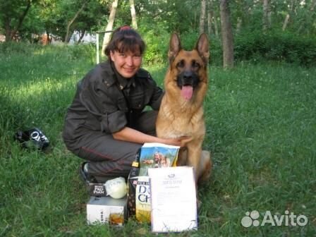 Щенки немецкой овчарки