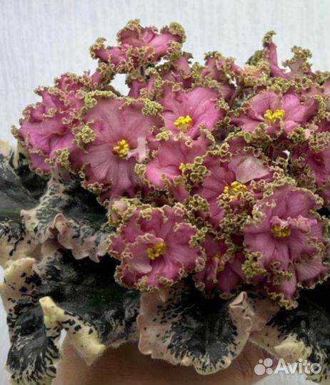 Детка фиалки