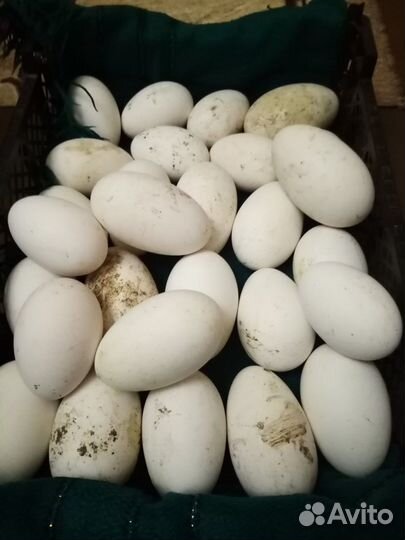 Инкубационное яйцо гусей