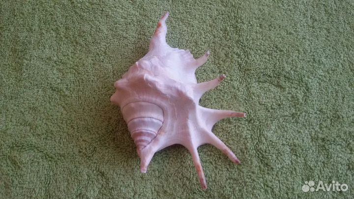 Ракушка большая