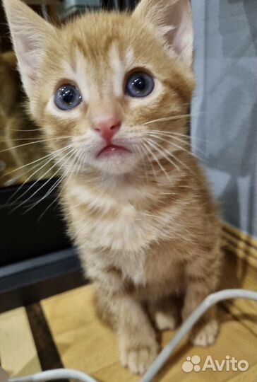 Рыжий прерыжий полосатый тигр в поисках семьи