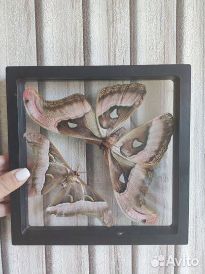 Засушенные бабочки