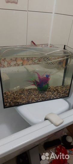 Аквариум