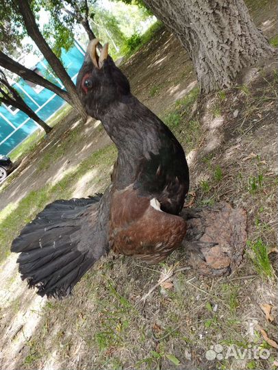 Чучело глухаря