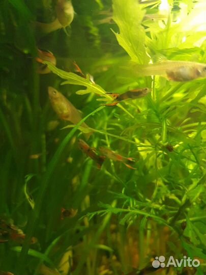 Гуппи молодь