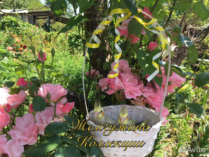 Ручной говорящий попугай Корелла птенец