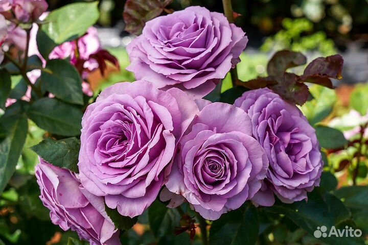 Продаю розы