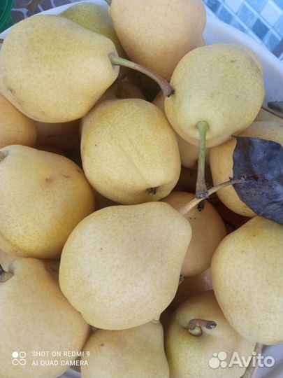 Груши