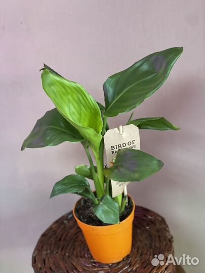 Стрелиция регина d12/40