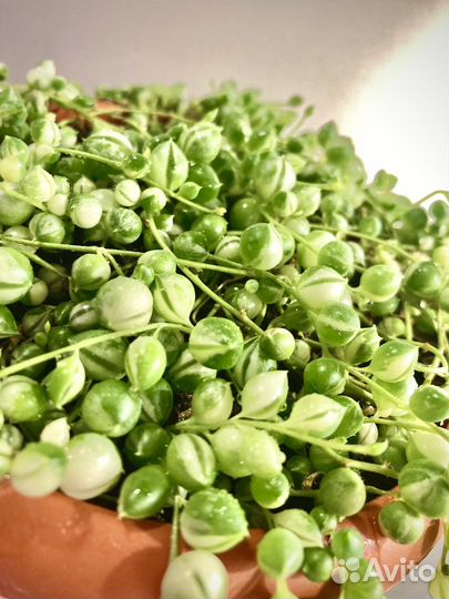 Крестовник роули вариегатный