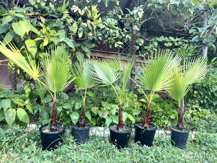 Пальма вашингтония