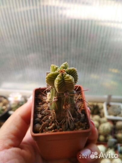 Кактусы редкие коллекционные