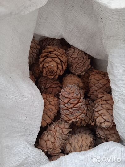 Кедровая шишка, шишка для белок