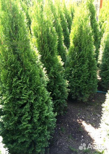 Туя Смарагд