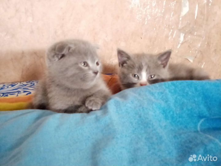 Британские котята