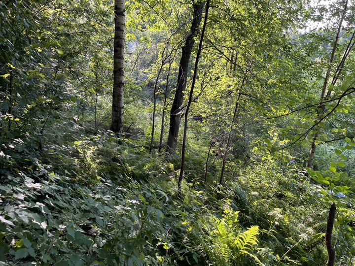 Участок 6,9 сот. (СНТ, ДНП)